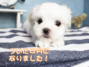 ８月になりました！